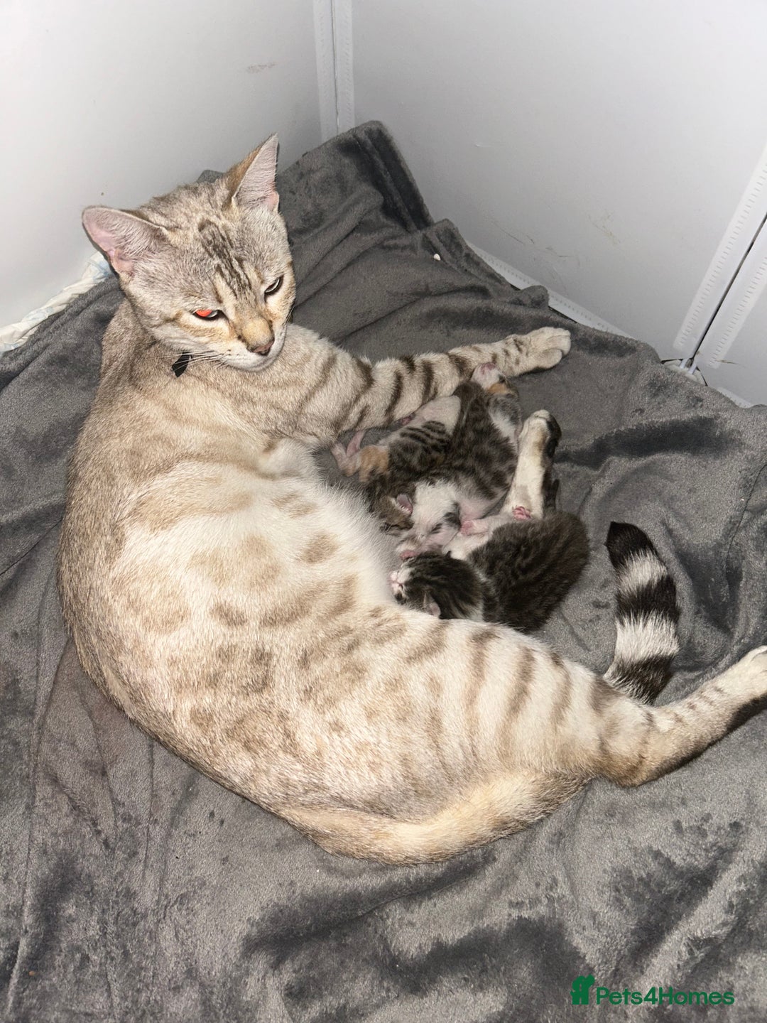 Bengal cats for sale: Bengal Calico kittens  - Image 10