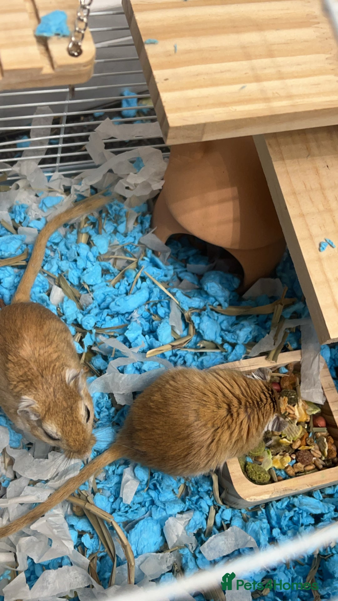 Gerbil rodents for sale: 2 gerbils  - Advert 2