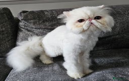 Persian cats for sale: 2 X RED, WHITE MALE PURE PERSIAN KITTENS  - Image 12