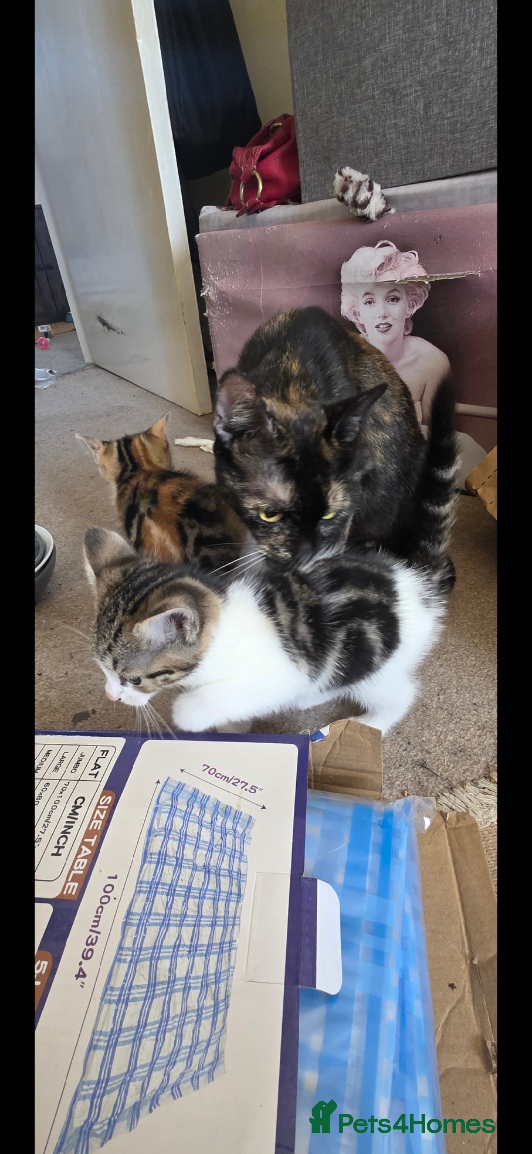 Mixed Breed cats for sale: Two girls left  - Image 19