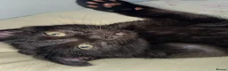 Aegean cats for sale: Adorable black kitten - Advert 6