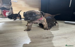 Cane Corso dogs for sale: 10 gorgeous Cane Corso  - Image 11