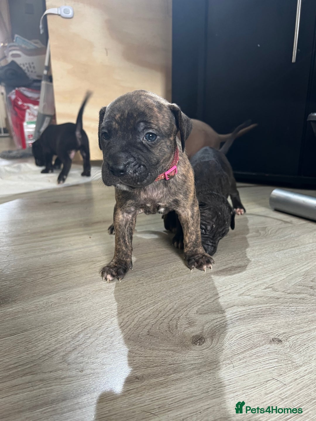 Cane Corso dogs for sale: 10 gorgeous Cane Corso  - Image 11