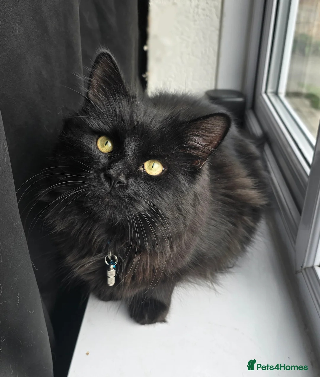 British Longhair cats for sale: Storm - Advert 2