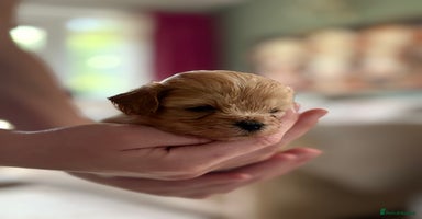 Lhasapoo dogs - Advert 9