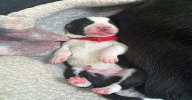 Border Collie dogs - Advert 1