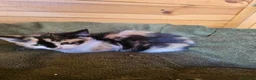 Mixed Breed cats for sale: 2 mixed breeds kittens for sale  - Advert 3