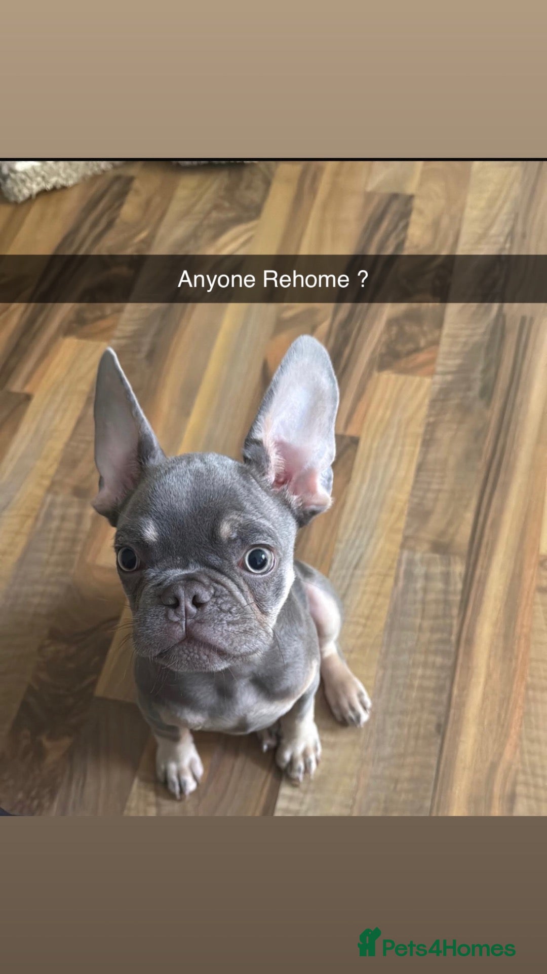 French Bulldog dogs for sale: Male French bulldog  - Advert 13