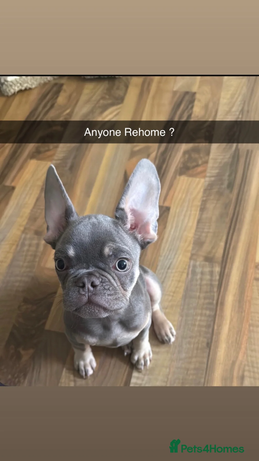 French Bulldog dogs for sale: Male French bulldog  - Advert 1