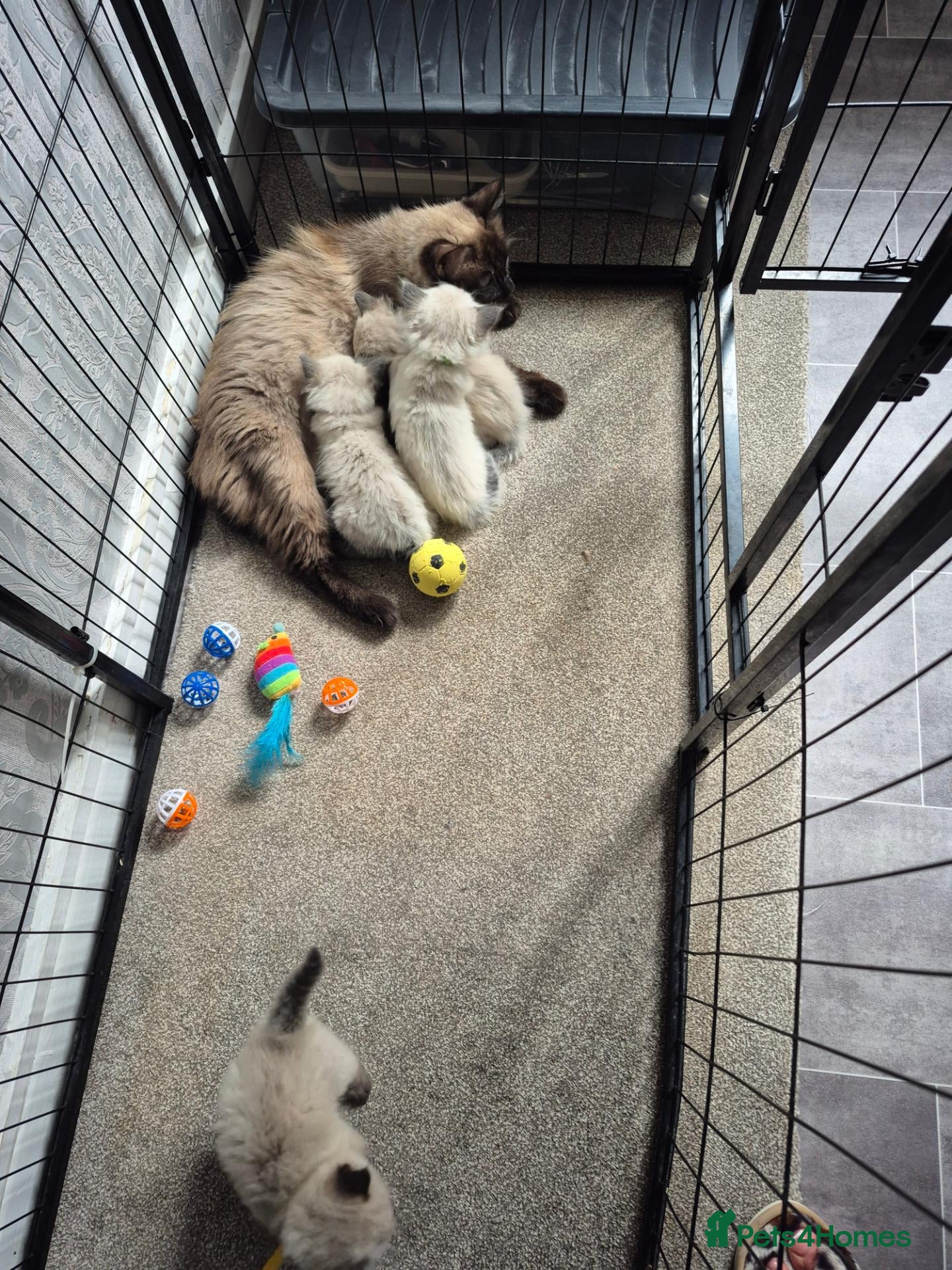 Ragdoll cats 3 sealpoint male ragdoll kittens - Advert 17