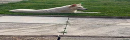 German Shepherd dogs for sale: 7 MONTH OLD WHITE GERMAN SHEPHERD - Advert 4