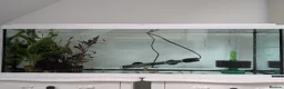 Frog reptiles for sale: African clawed froglets - Advert 5