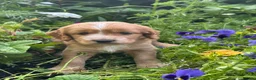 Mixed Breed dogs for sale: Cocker Sammy Spaniel puppies - Advert 12