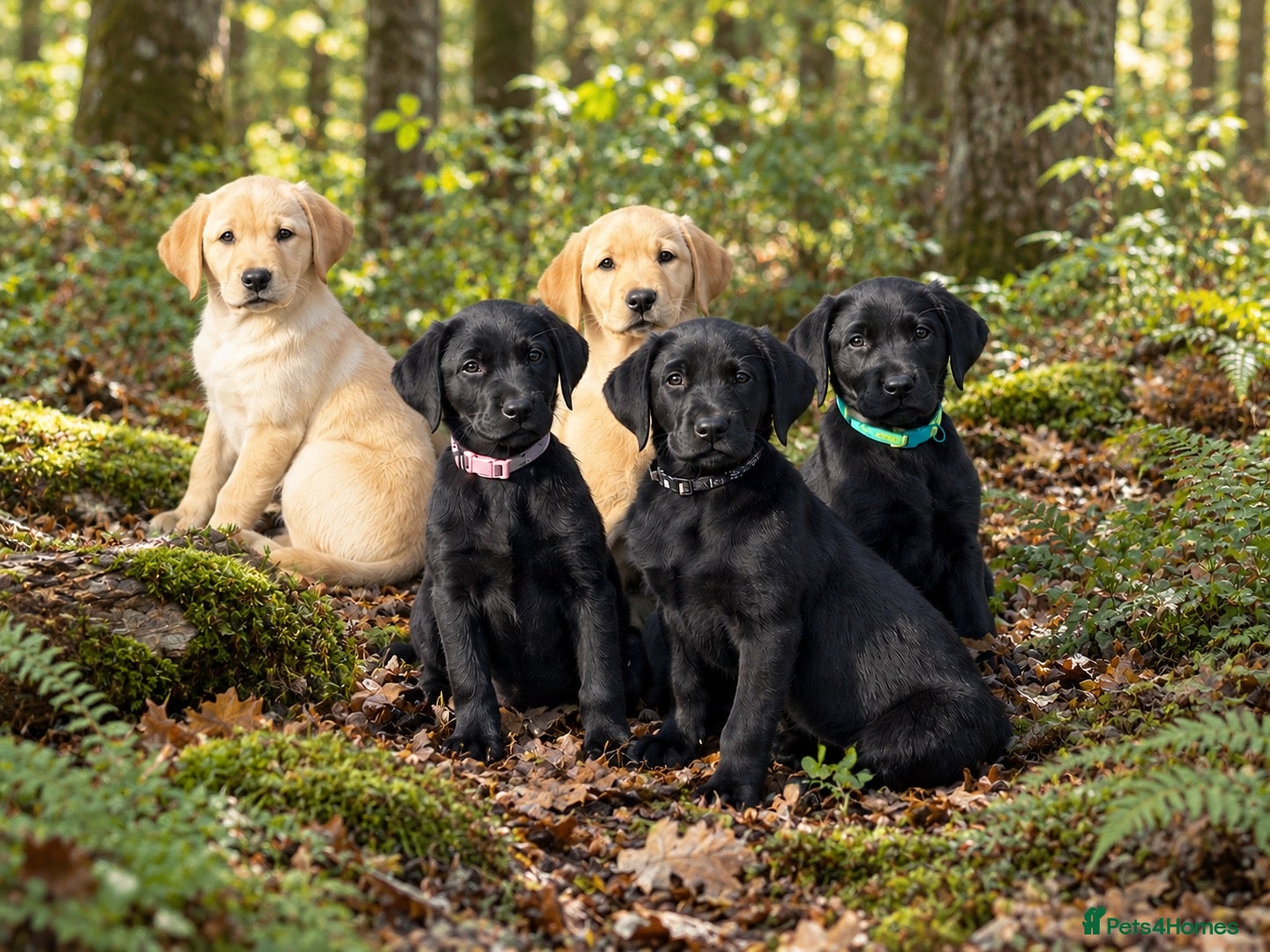 Labrador Retriever dogs Superb Working Labrador Puppies - Advert 1