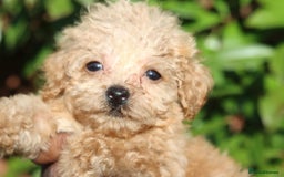 Maltipoo dogs for sale: Maltipoo Puppies  - Image 6
