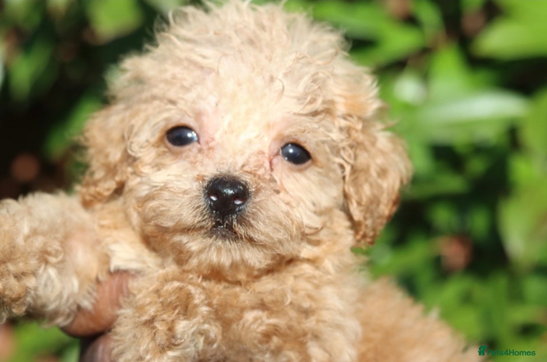Maltipoo dogs for sale: Maltipoo Puppies  - Image 6