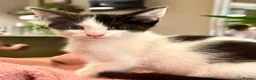 Mixed Breed cats for sale: Two beautiful kittens - Advert 1