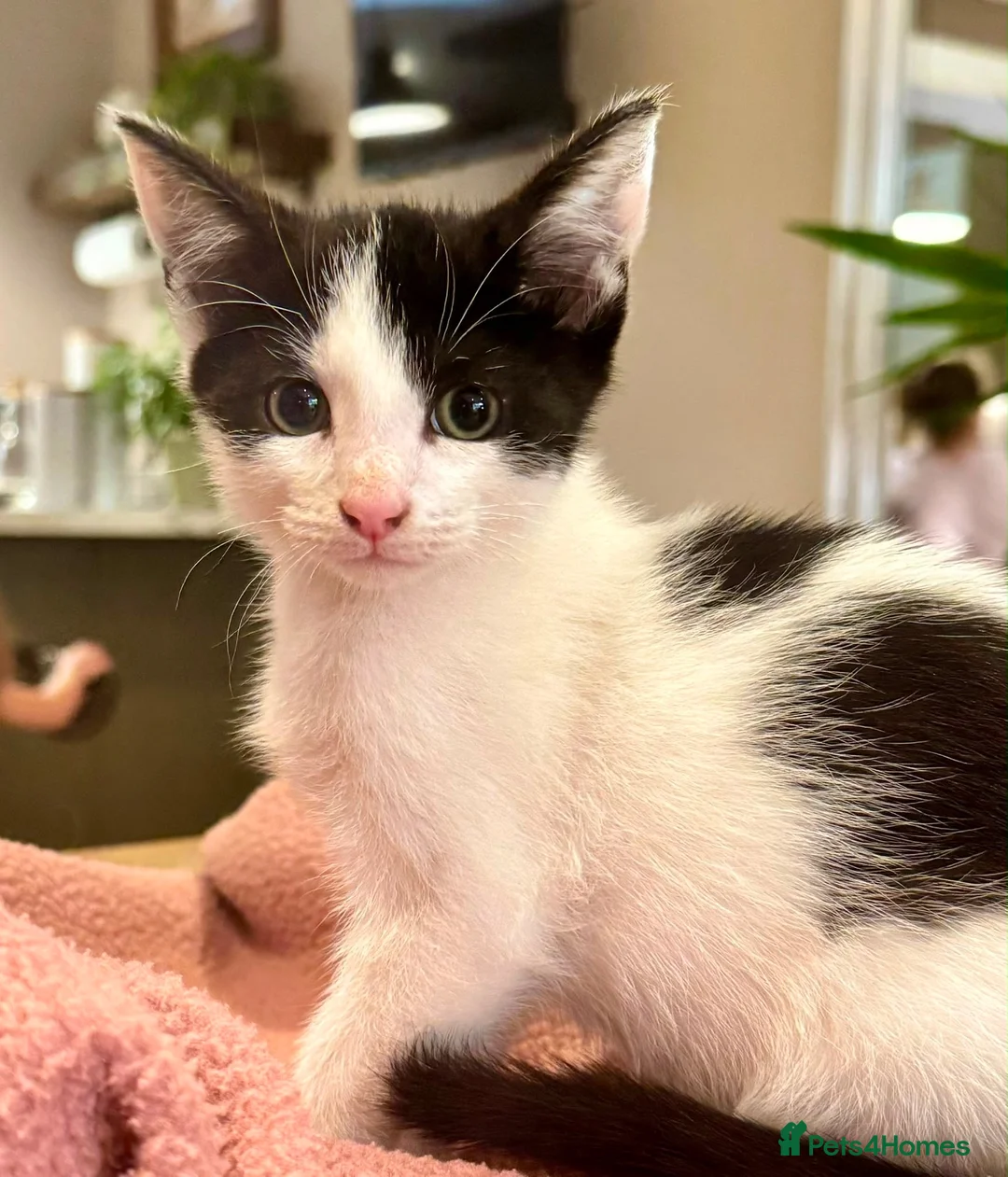 Mixed Breed cats for sale: Two beautiful kittens - Advert 1