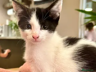Mixed Breed cats Two beautiful kittens - Advert 5