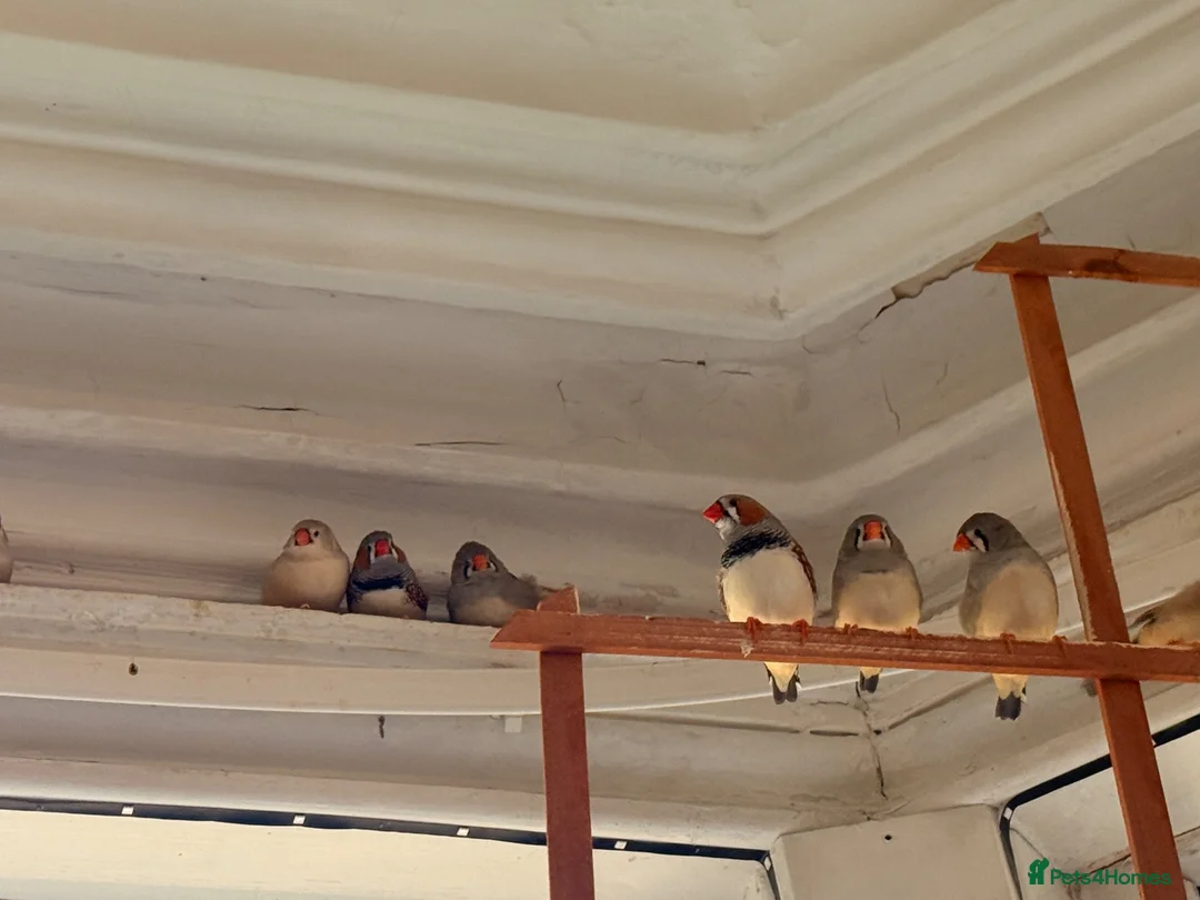 Finches birds for sale: Leeds Hyde park Road - Advert 2