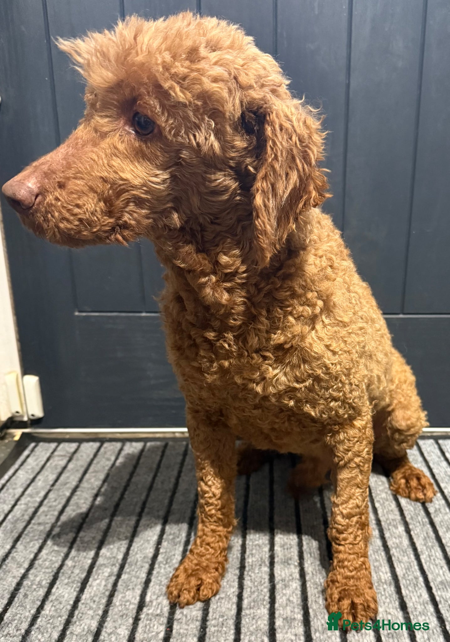 Miniature Poodle dogs Adult mini poodle soft and true gent poodle - Advert 2