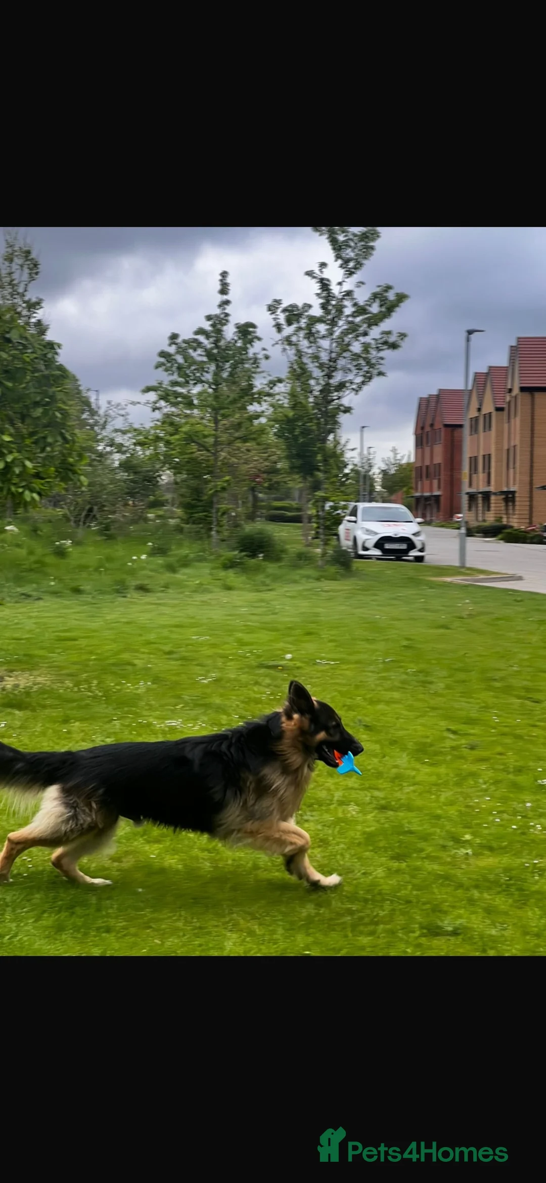 German Shepherd dogs for sale: German Shepherd – 2 Years Old – - Advert 7