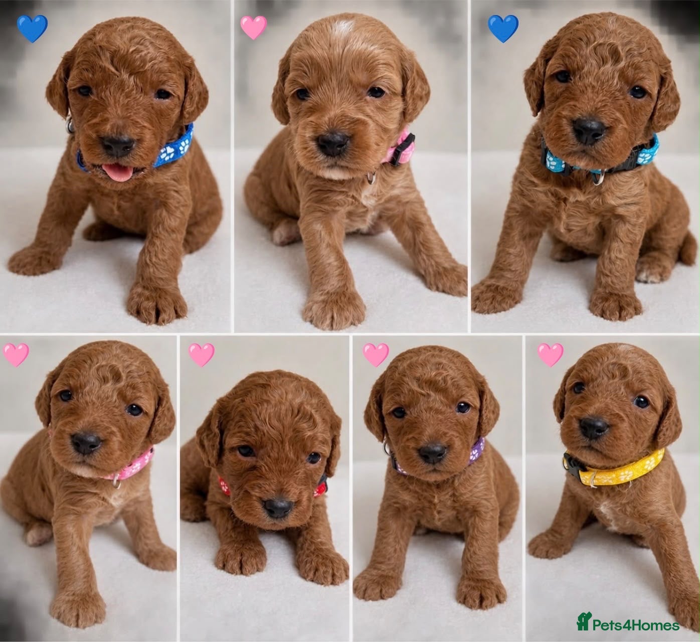 Cockapoo dogs F1b cockerpoo puppy’s  - Advert 1