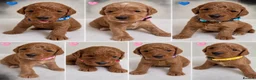 Cockapoo dogs for sale: F1b cockerpoo puppy’s  - Advert 1