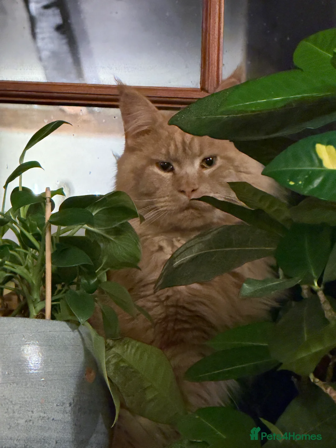 Maine Coon cats for stud: TICA Maine Coon Stud – Pedigree Lines - Advert 8