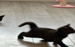 Mixed Breed cats for sale: Kittens ready for forever home  - Image 3