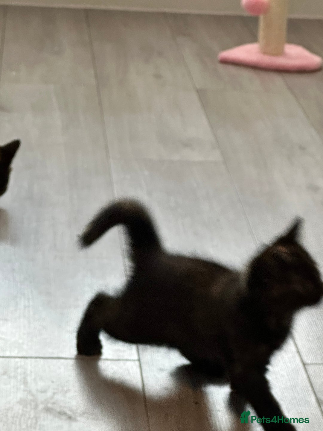 Mixed Breed cats for sale: Kittens ready for forever home  - Image 3