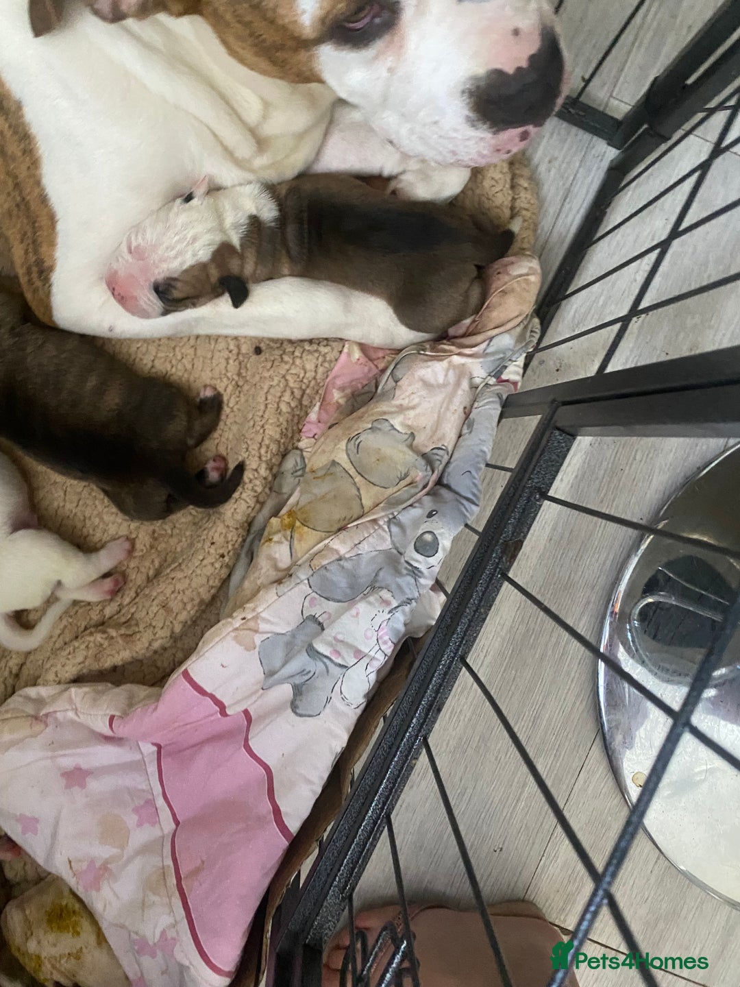 Mixed Breed dogs for sale: French mastiff x American bull dog  - Image 9
