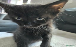 Mixed Breed cats for sale:  tabby kittens  - Image 10