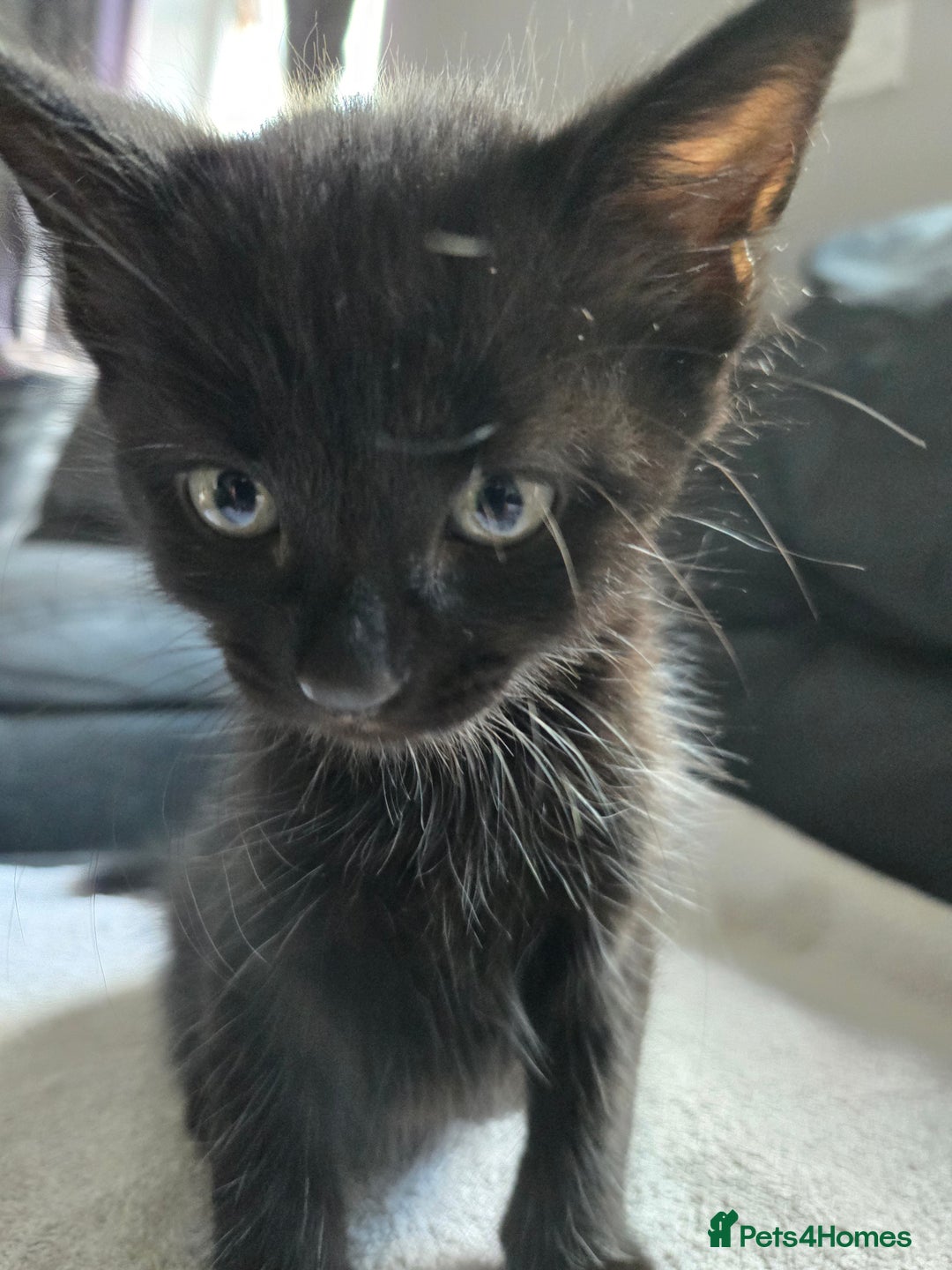 Mixed Breed cats for sale:  tabby kittens  - Image 10