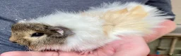 Guinea Pig rodents for sale: 10 week old male guinea pigs in Torrington - Advert 3