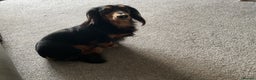 Dachshund dogs for stud: Long haired miniature dachshund for stud - Advert 8