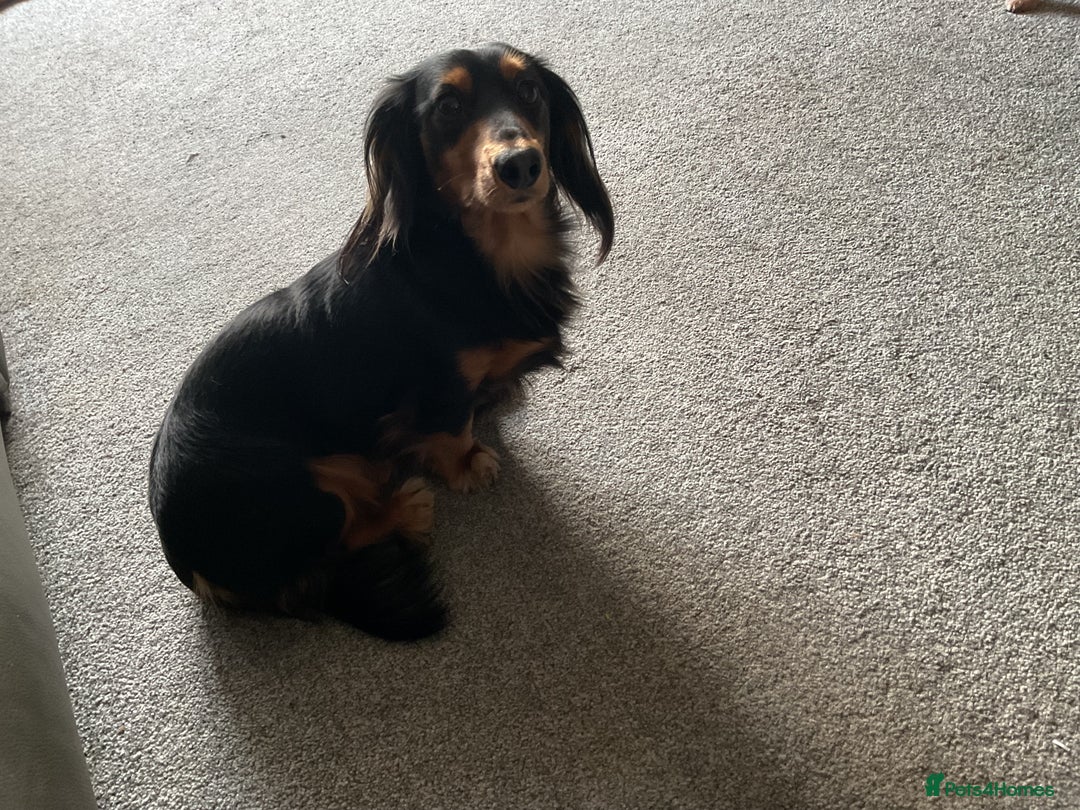 Dachshund dogs for stud: Long haired miniature dachshund for stud - Advert 8