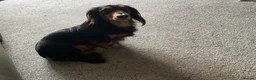 Dachshund dogs for stud: Long haired miniature dachshund for stud - Advert 8