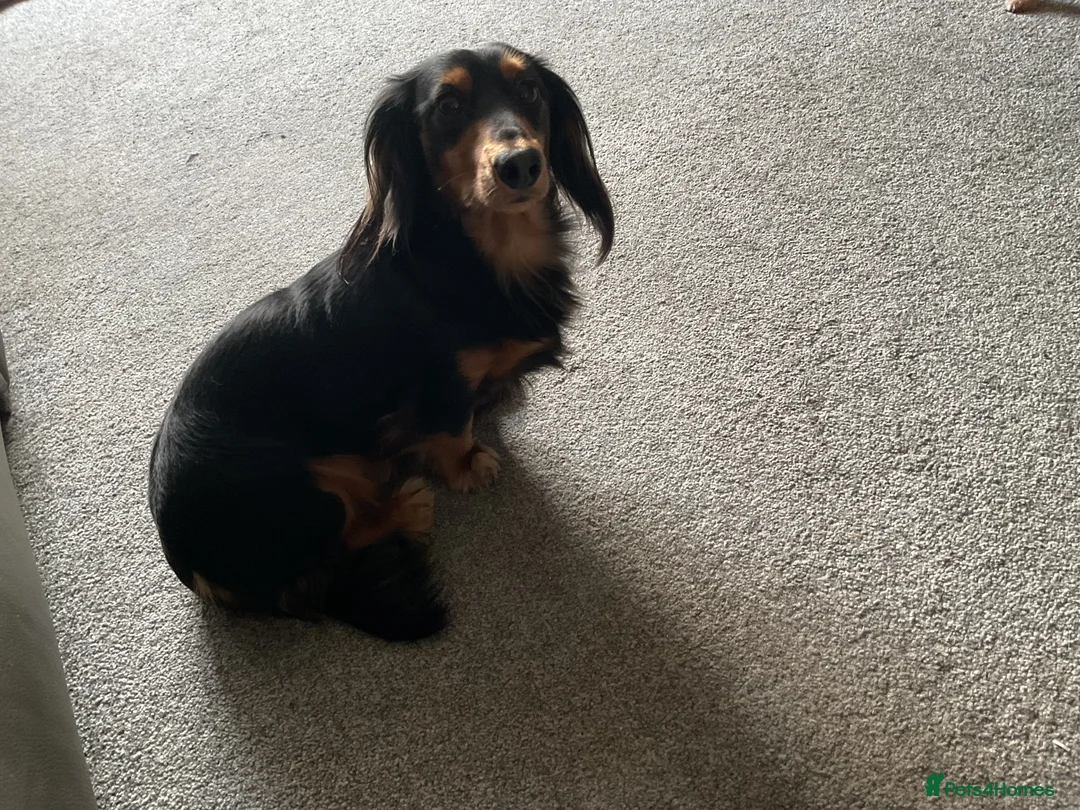 Dachshund dogs for stud: Long haired miniature dachshund for stud - Advert 8