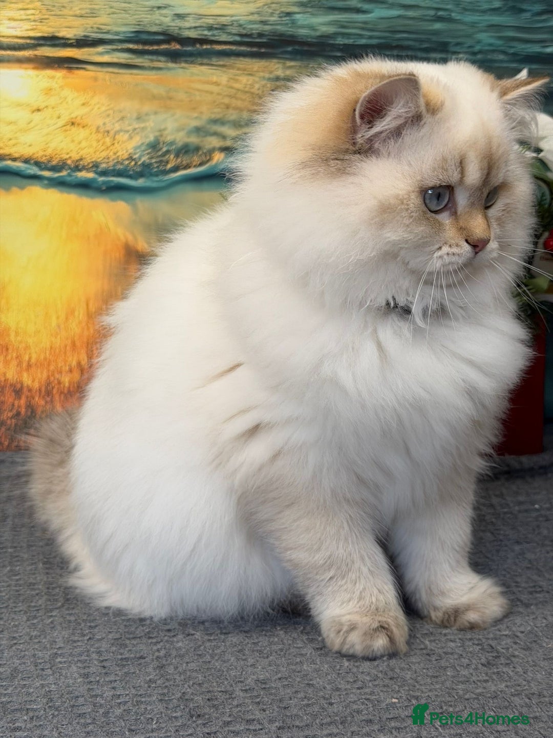 British Longhair cats for sale: 🌟Adorable TICA-Registered kitten - IZAK🌟 - Advert 3