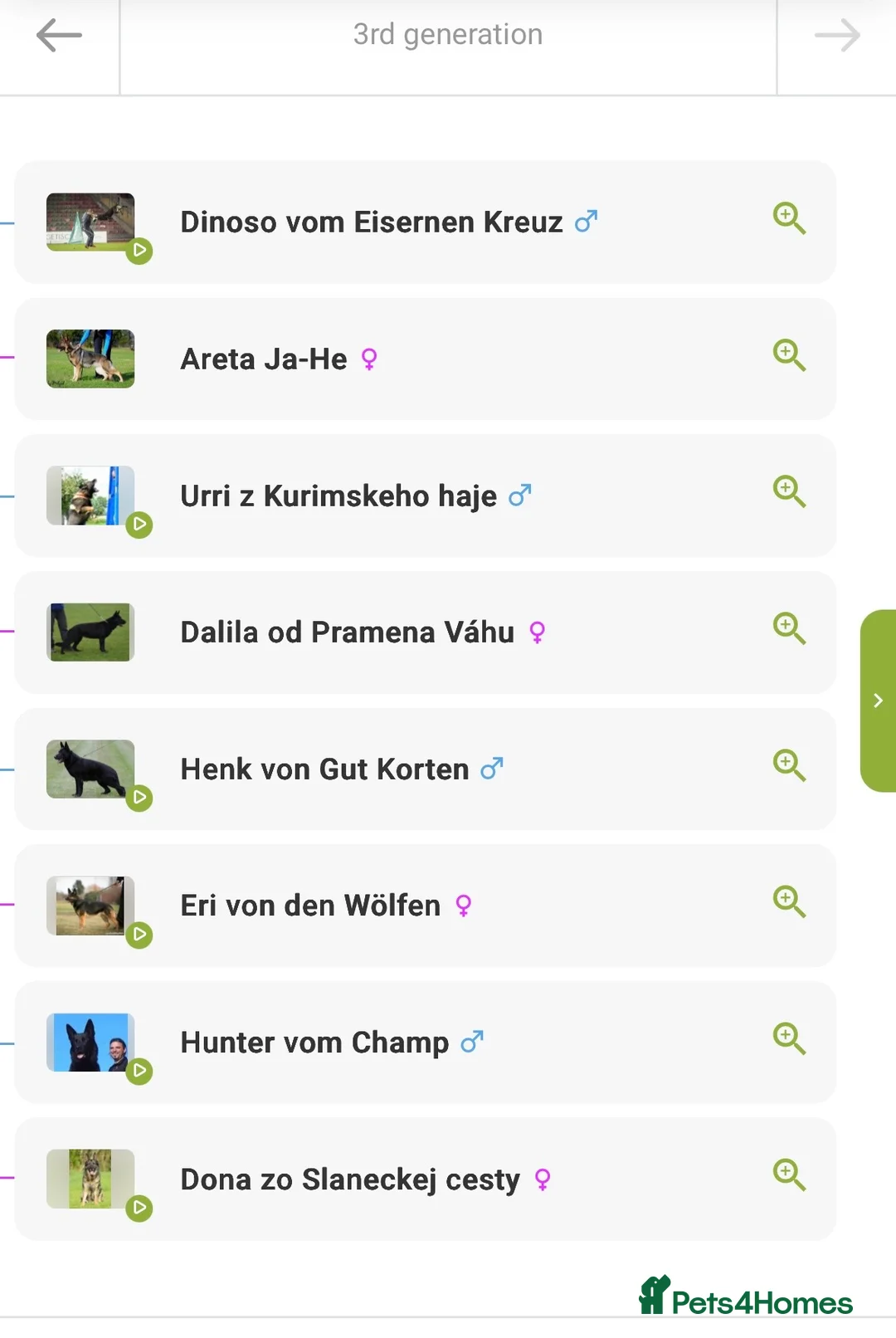 German Shepherd dogs for sale: Czech import female  - Advert 5