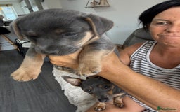 Jack Russell dogs for sale: Jack Russell Puppies 3 boys available - Image 8
