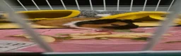 Guinea Pig rodents for sale: Two bonded female guinea pigs  - Advert 2