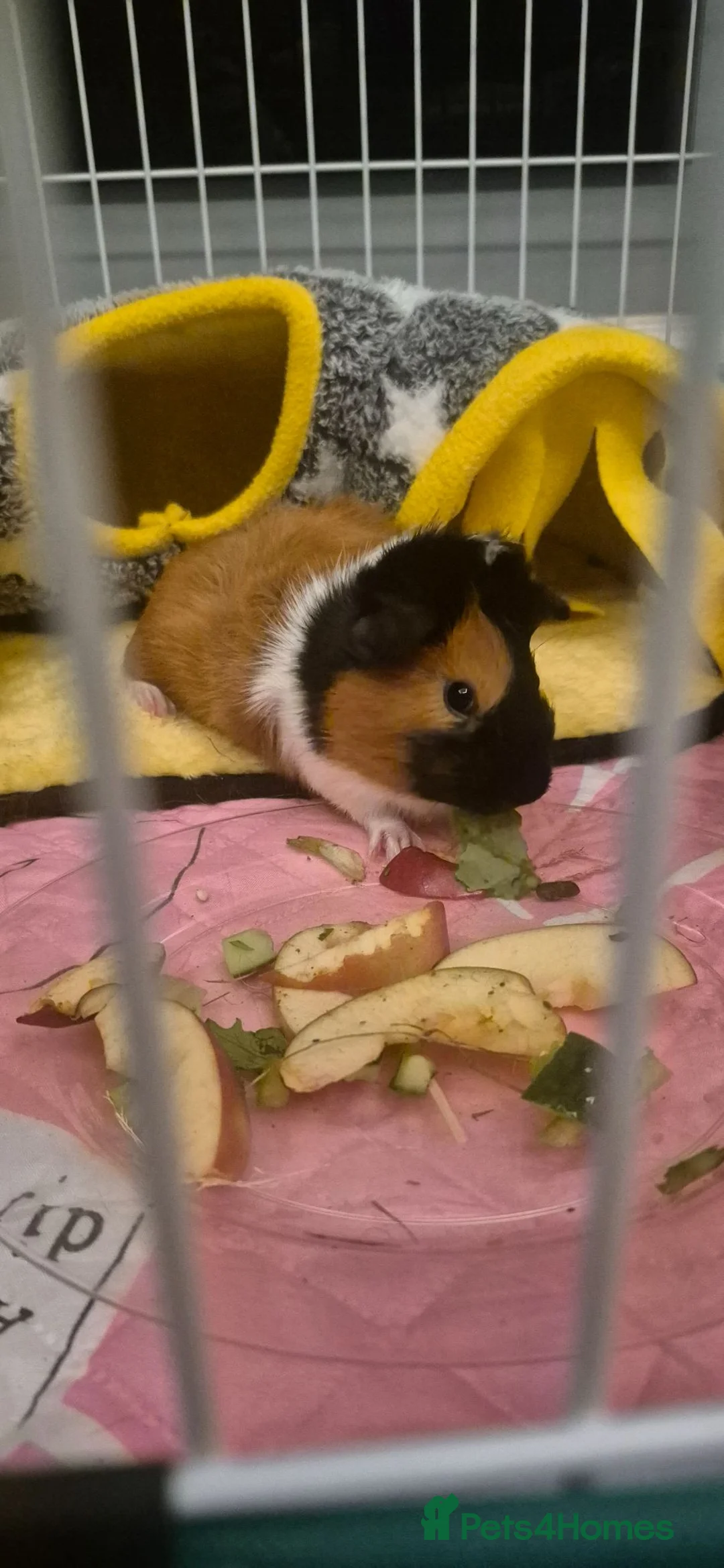 Guinea Pig rodents for sale: Two bonded female guinea pigs  - Advert 2