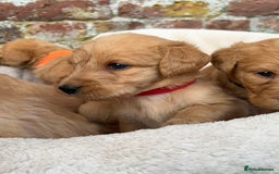 Labradoodle dogs for sale: Outstanding labradoodles from excellent pedigree  - Image 5