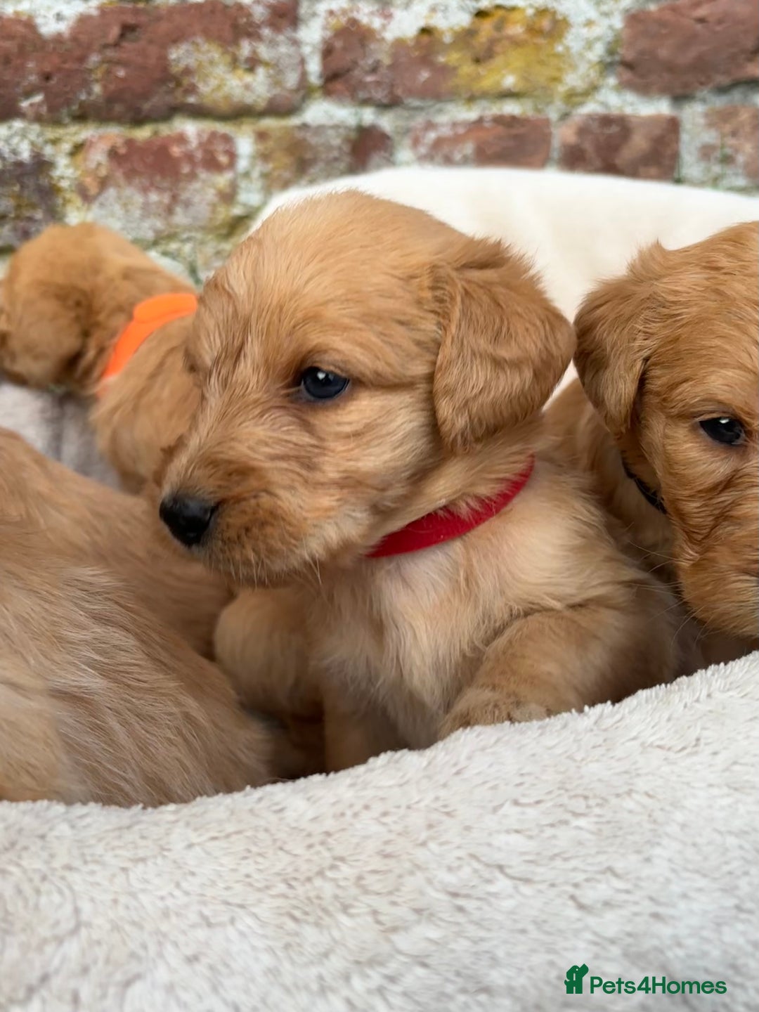 Labradoodle dogs for sale: Outstanding labradoodles from excellent pedigree  - Image 5