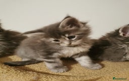 Maine Coon cats for sale: Full pedigree Maine Coon kittens for sale  - Advert 12