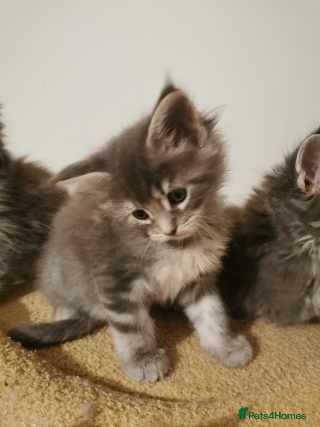 Maine Coon cats for sale: Full pedigree Maine Coon kittens for sale  - Advert 12
