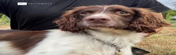 English Springer Spaniel dogs for sale: Flash - Fully Trained Pet Springer Spaniel - Advert 5