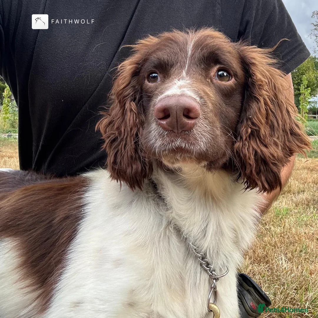 English Springer Spaniel dogs for sale: Flash - Fully Trained Pet Springer Spaniel - Advert 5